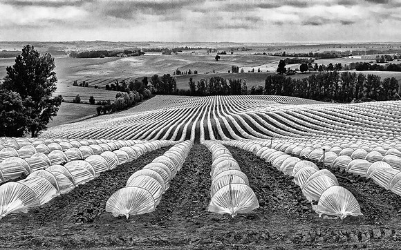 MelonField1B&W