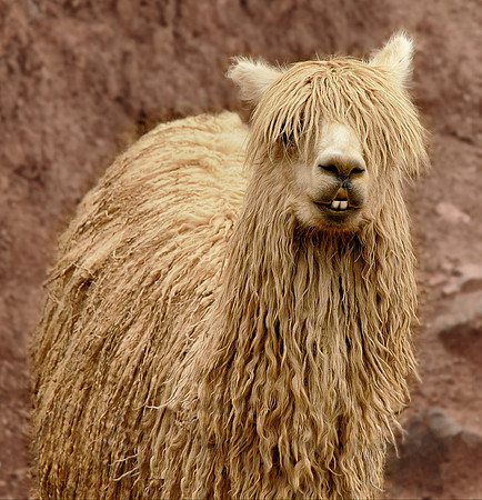 AlpacaLips Now