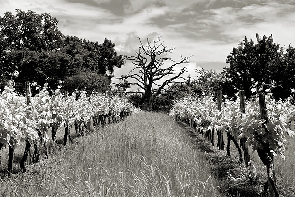 Dead Oak in Vineyard