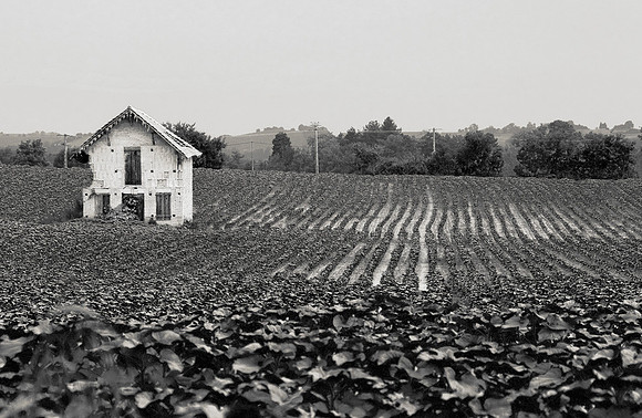 Field Near Samatan