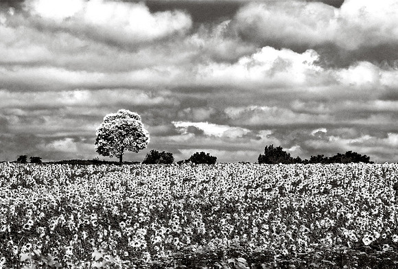 Tree Near Lauriet 2