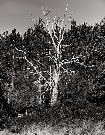 TreeNearAstridB&W