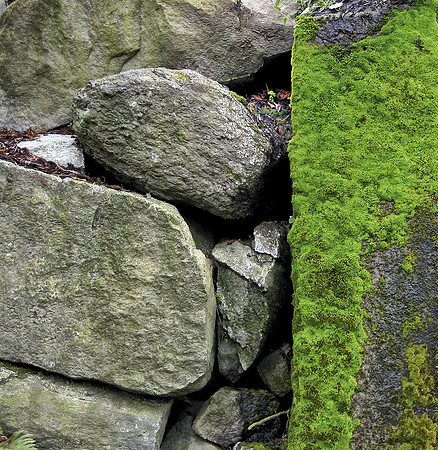 Moss on Wall