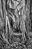 In Honor of Trees