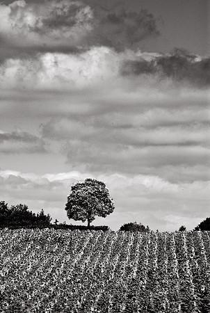 Tree Newr Lauiet