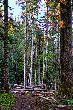 Alders OnHeliotrope Ridge