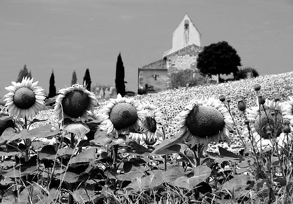 Sunflowers & Chapel
